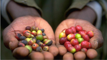 distributeur automatique café arabica